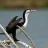 Kormoran pestry - Phalacrocorax varius - Pied Shag - karuhiruhi 4328